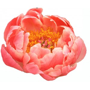 Peonija  `Coral Charm`